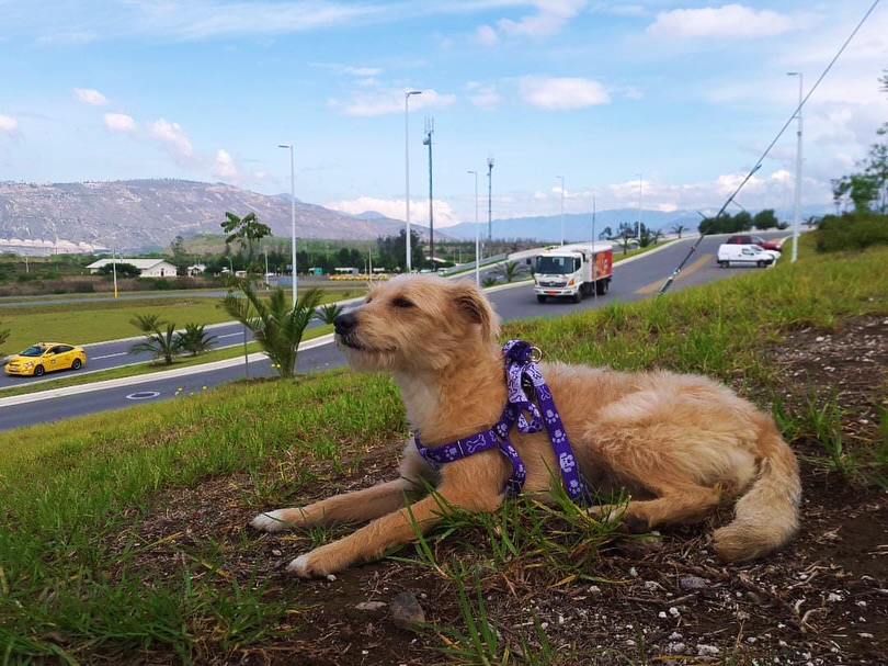 Canela disfrutando del paisaje en Ecuador 🇪🇨